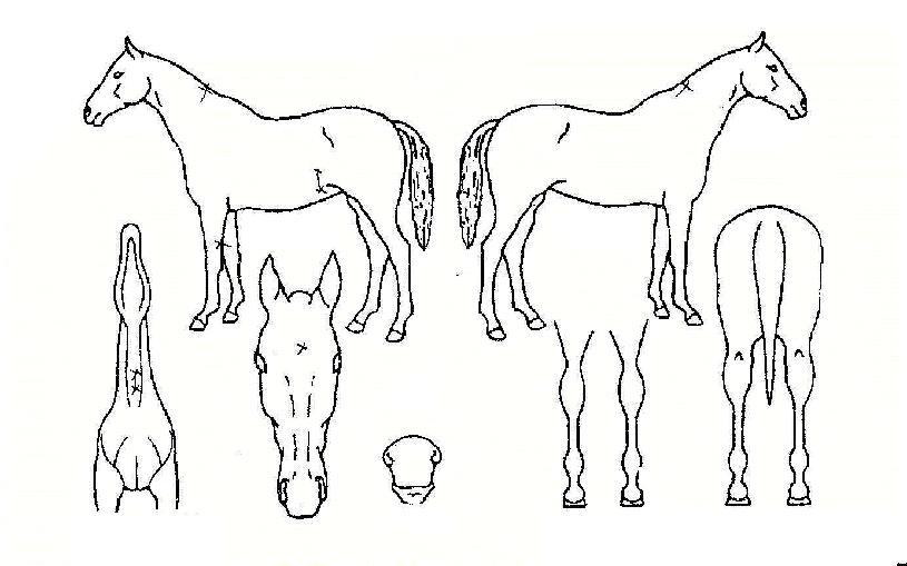 ¼±ºñÀÇ Ãø¸é,¿ì¸é,µÞ¸é,µÎ»ó,´Ù¸®ÀÇ Æ¯Â¡µµÇØ