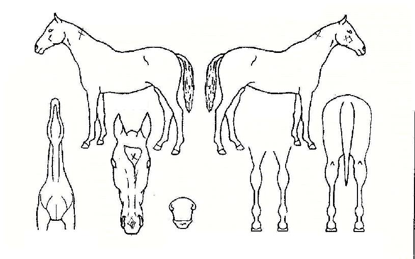 ���ֵ帲�� ����,���,�޸�,�λ�,�ٸ��� Ư¡����