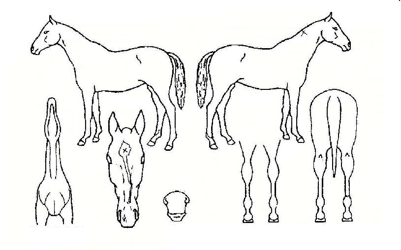 Ȳ������� ����,���,�޸�,�λ�,�ٸ��� Ư¡����