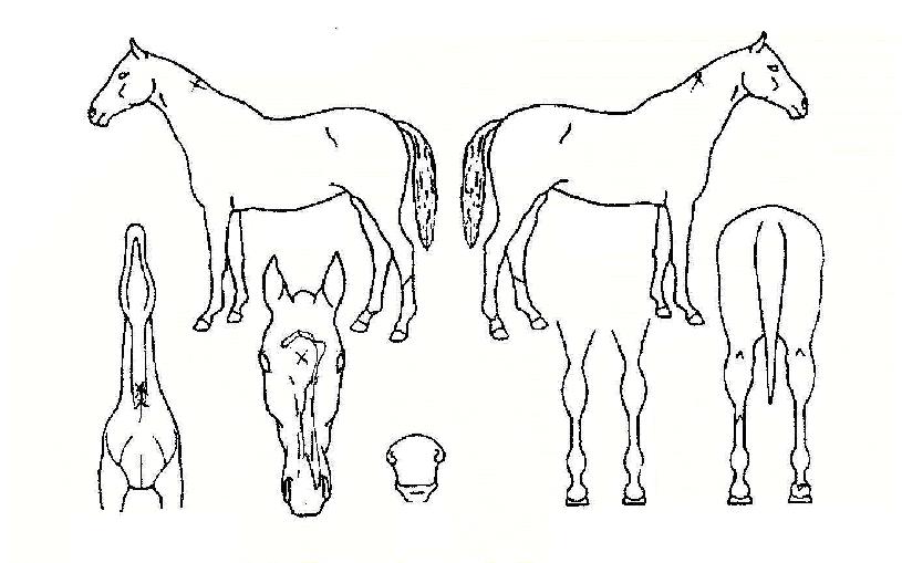 ������ũ�� ����,���,�޸�,�λ�,�ٸ��� Ư¡����