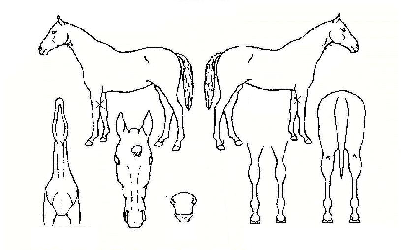 Àü¼³ÀǺûÀÇ Ãø¸é,¿ì¸é,µÞ¸é,µÎ»ó,´Ù¸®ÀÇ Æ¯Â¡µµÇØ