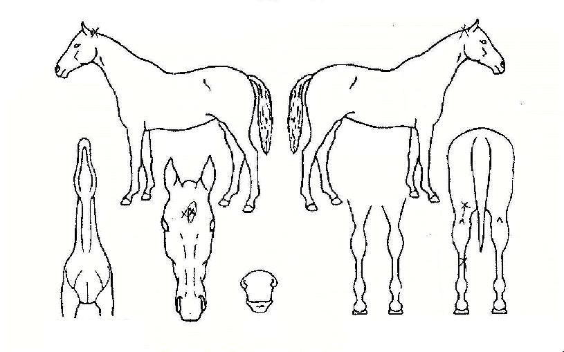 ¸ÅÁ÷·¹À̵ðÀÇ Ãø¸é,¿ì¸é,µÞ¸é,µÎ»ó,´Ù¸®ÀÇ Æ¯Â¡µµÇØ