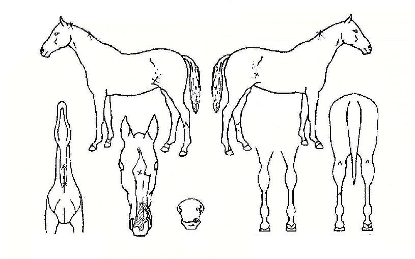 ÇÁ·ÎÆÄÀÌÅÍÀÇ Ãø¸é,¿ì¸é,µÞ¸é,µÎ»ó,´Ù¸®ÀÇ Æ¯Â¡µµÇØ