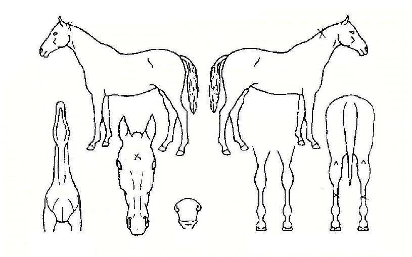 ������ī���� ����,���,�޸�,�λ�,�ٸ��� Ư¡����