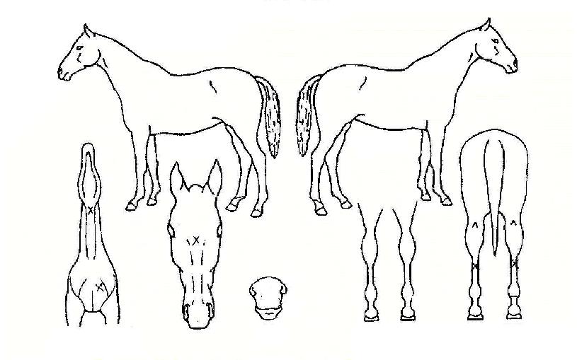 ¿ÂÁ¤¾ÏÀÇ Ãø¸é,¿ì¸é,µÞ¸é,µÎ»ó,´Ù¸®ÀÇ Æ¯Â¡µµÇØ