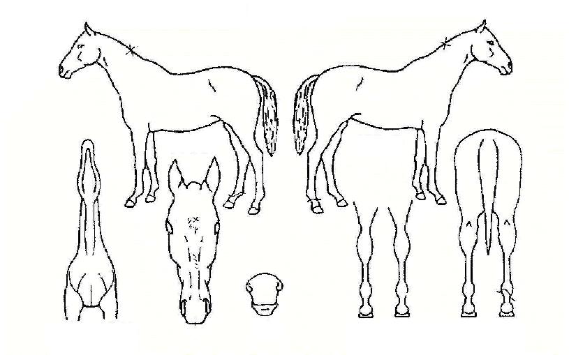 À°Çذø±ºÀÇ Ãø¸é,¿ì¸é,µÞ¸é,µÎ»ó,´Ù¸®ÀÇ Æ¯Â¡µµÇØ