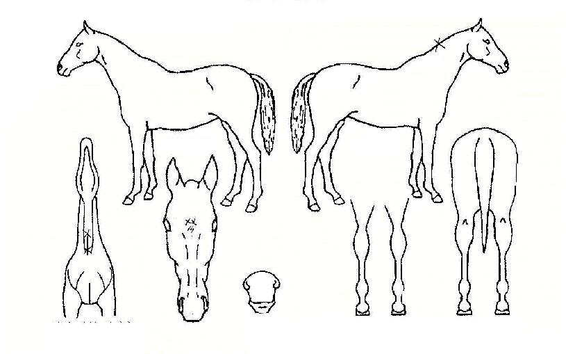 �ٶ���Ÿ���� ����,���,�޸�,�λ�,�ٸ��� Ư¡����