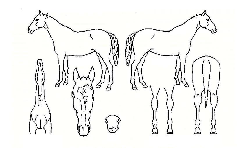 �������Ƽ�ڸ��� ����,���,�޸�,�λ�,�ٸ��� Ư¡����