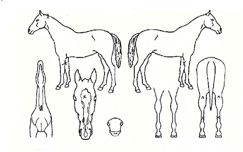 ÆÄÀÌÆÃµ¥ÀÌÀÇ Ãø¸é,¿ì¸é,µÞ¸é,µÎ»ó,´Ù¸®ÀÇ Æ¯Â¡µµÇØ