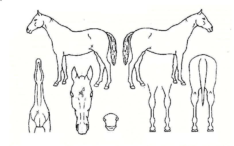 ������ũ�� ����,���,�޸�,�λ�,�ٸ��� Ư¡����