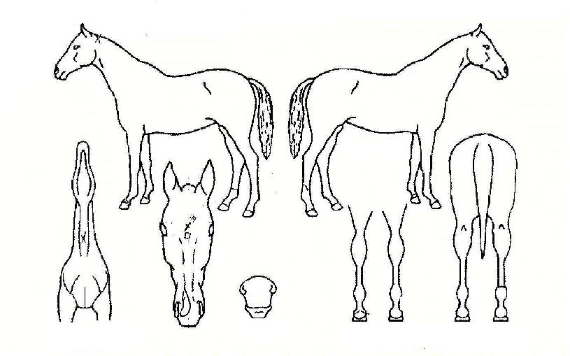 ������ ����,���,�޸�,�λ�,�ٸ��� Ư¡����