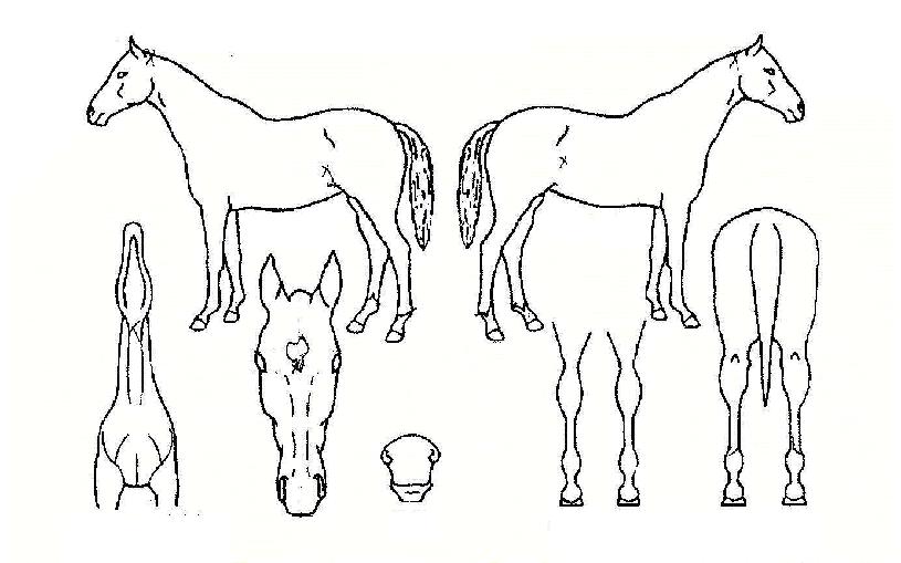 Á¶ÀÌÇ®ÀÇ Ãø¸é,¿ì¸é,µÞ¸é,µÎ»ó,´Ù¸®ÀÇ Æ¯Â¡µµÇØ