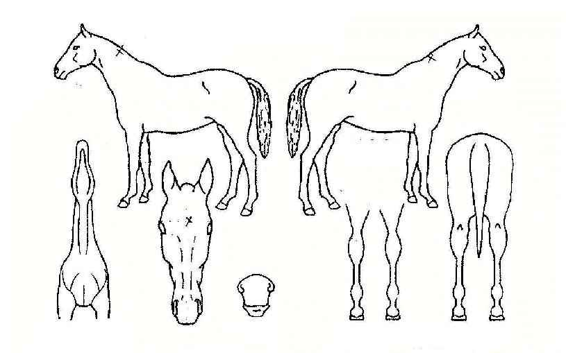 ��ġ�йи��� ����,���,�޸�,�λ�,�ٸ��� Ư¡����