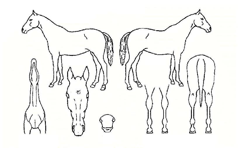 ¸®µå½ÌÅ©ÀÚ¸¶ÀÇ Ãø¸é,¿ì¸é,µÞ¸é,µÎ»ó,´Ù¸®ÀÇ Æ¯Â¡µµÇØ