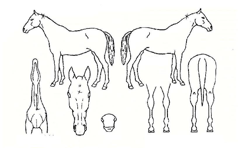 ¸íÀû¾ÏÀÇ Ãø¸é,¿ì¸é,µÞ¸é,µÎ»ó,´Ù¸®ÀÇ Æ¯Â¡µµÇØ