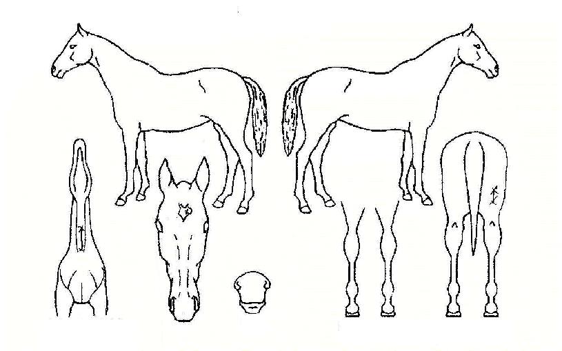 õ�������� ����,���,�޸�,�λ�,�ٸ��� Ư¡����