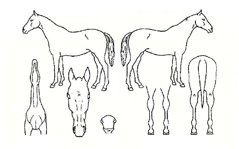 Ƽ���� ����,���,�޸�,�λ�,�ٸ��� Ư¡����