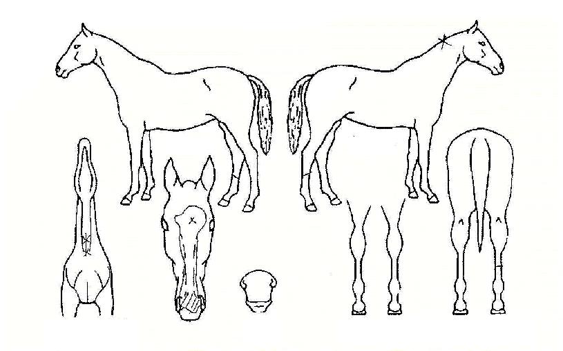 À©Æ÷°íÀÇ Ãø¸é,¿ì¸é,µÞ¸é,µÎ»ó,´Ù¸®ÀÇ Æ¯Â¡µµÇØ