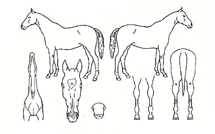 ÆÒ·¹ÅÍÀÇ Ãø¸é,¿ì¸é,µÞ¸é,µÎ»ó,´Ù¸®ÀÇ Æ¯Â¡µµÇØ