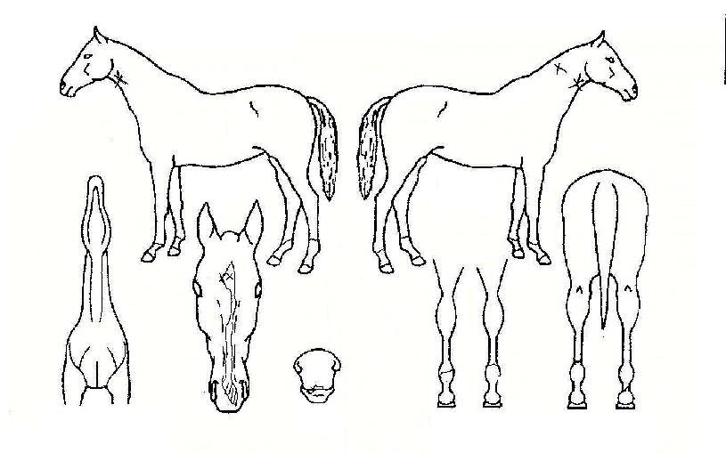 �̽��ƾ߹��ڸ��� ����,���,�޸�,�λ�,�ٸ��� Ư¡����