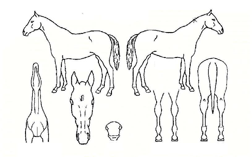 �������ڸ��� ����,���,�޸�,�λ�,�ٸ��� Ư¡����