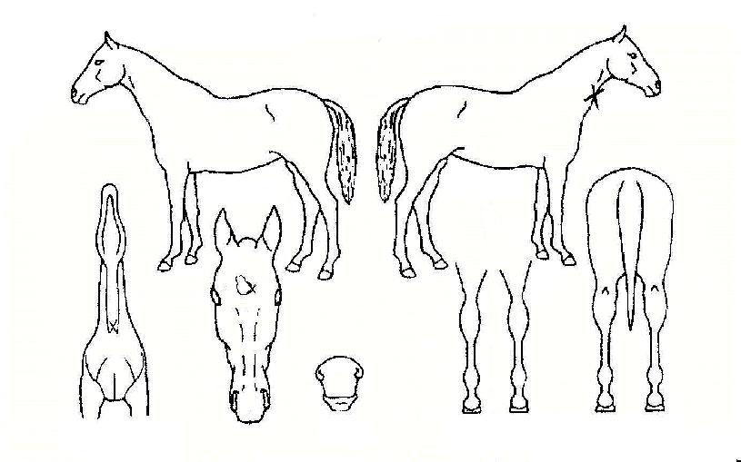 ����Ʈ������ ����,���,�޸�,�λ�,�ٸ��� Ư¡����