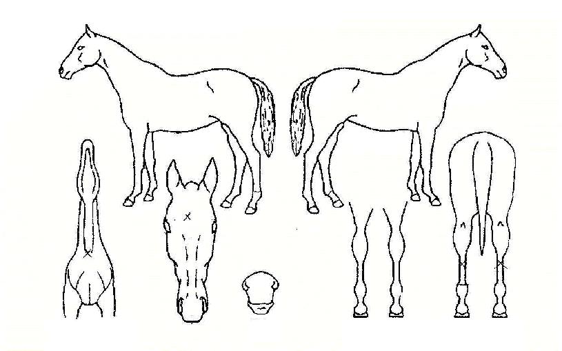 ¿¥¸¶¸®¾ÆÀÚ¸¶ÀÇ Ãø¸é,¿ì¸é,µÞ¸é,µÎ»ó,´Ù¸®ÀÇ Æ¯Â¡µµÇØ