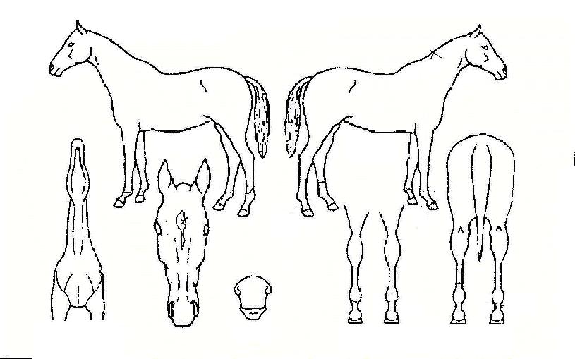 ³óºÎÀDzÞÀÇ Ãø¸é,¿ì¸é,µÞ¸é,µÎ»ó,´Ù¸®ÀÇ Æ¯Â¡µµÇØ