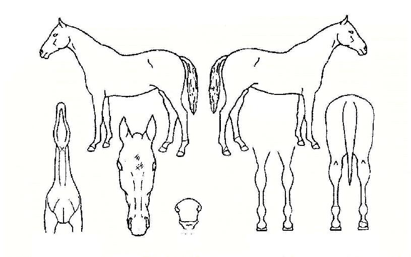 ½Å³ª´Â¼¼»óÀÇ Ãø¸é,¿ì¸é,µÞ¸é,µÎ»ó,´Ù¸®ÀÇ Æ¯Â¡µµÇØ