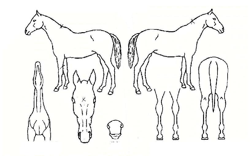 ��Ű���ڸ��� ����,���,�޸�,�λ�,�ٸ��� Ư¡����