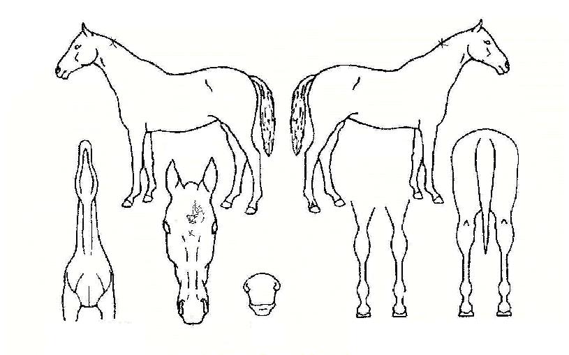 �����ڸ��� ����,���,�޸�,�λ�,�ٸ��� Ư¡����