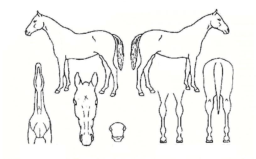 ¼ÅÇÃÀÚ¸¶ÀÇ Ãø¸é,¿ì¸é,µÞ¸é,µÎ»ó,´Ù¸®ÀÇ Æ¯Â¡µµÇØ