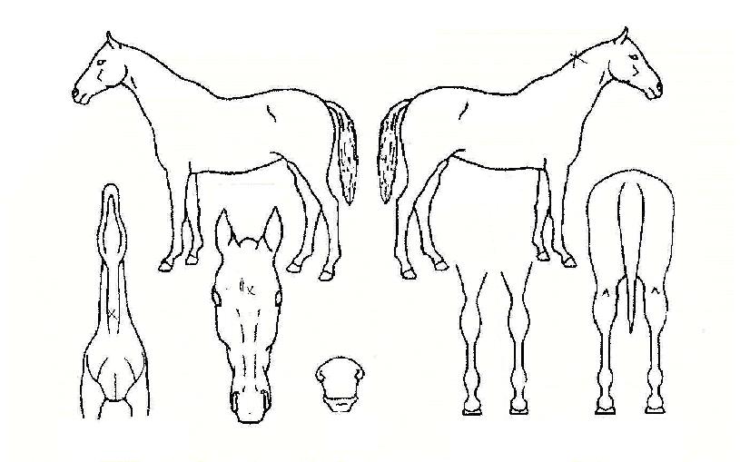 ¾ÞÄ«ÀÚ¸¶ÀÇ Ãø¸é,¿ì¸é,µÞ¸é,µÎ»ó,´Ù¸®ÀÇ Æ¯Â¡µµÇØ