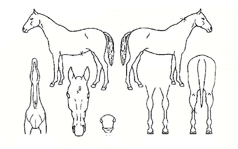 ���������ڸ��� ����,���,�޸�,�λ�,�ٸ��� Ư¡����