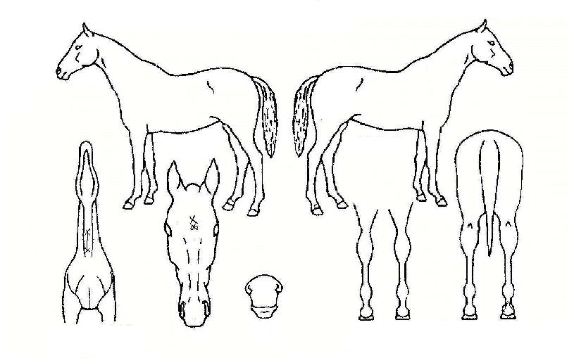 �躸�ڸ��� ����,���,�޸�,�λ�,�ٸ��� Ư¡����