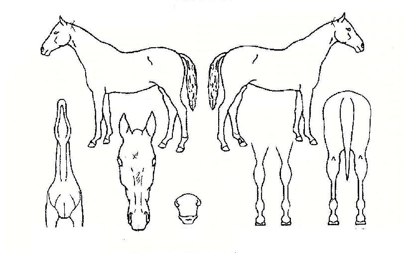 DzÈúÀÚ¸¶ÀÇ Ãø¸é,¿ì¸é,µÞ¸é,µÎ»ó,´Ù¸®ÀÇ Æ¯Â¡µµÇØ