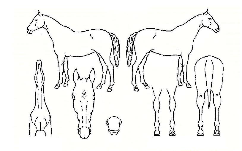 �𷡽����� ����,���,�޸�,�λ�,�ٸ��� Ư¡����