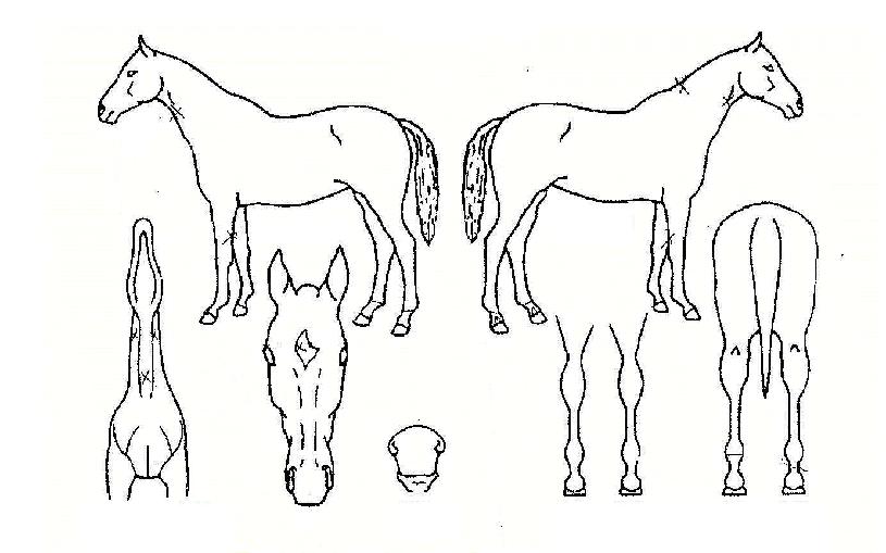 ¸ð·¡¿ÕÀÇ Ãø¸é,¿ì¸é,µÞ¸é,µÎ»ó,´Ù¸®ÀÇ Æ¯Â¡µµÇØ