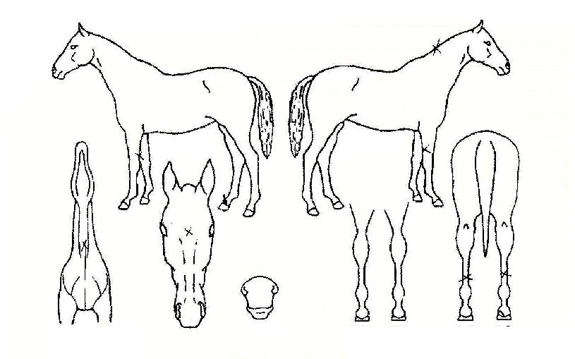 ÅõÈ¥ºñÇàÀÇ Ãø¸é,¿ì¸é,µÞ¸é,µÎ»ó,´Ù¸®ÀÇ Æ¯Â¡µµÇØ