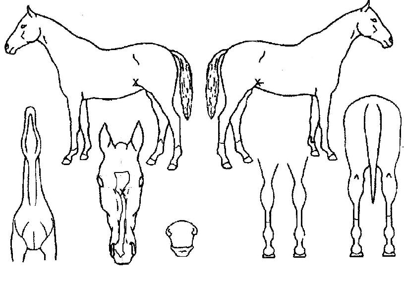 ¹Ù´ÙÁ¦ºñÀÇ Ãø¸é,¿ì¸é,µÞ¸é,µÎ»ó,´Ù¸®ÀÇ Æ¯Â¡µµÇØ