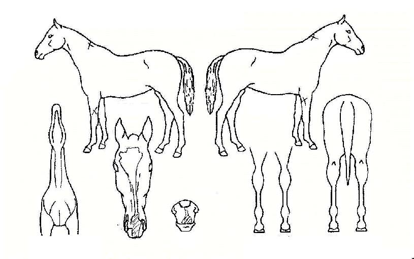 ������������� ����,���,�޸�,�λ�,�ٸ��� Ư¡����