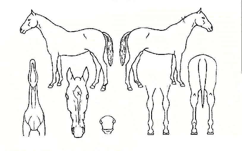 �¸��ǳ����� ����,���,�޸�,�λ�,�ٸ��� Ư¡����