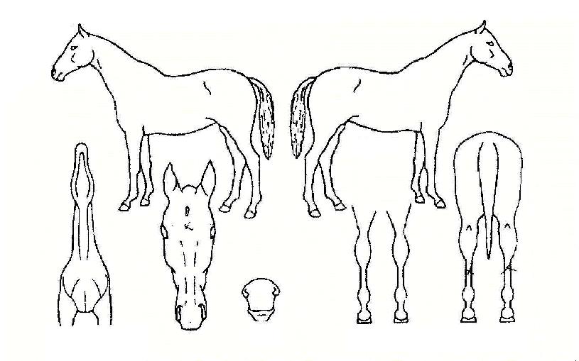 õ¾ç¹«±ÃÀÇ Ãø¸é,¿ì¸é,µÞ¸é,µÎ»ó,´Ù¸®ÀÇ Æ¯Â¡µµÇØ