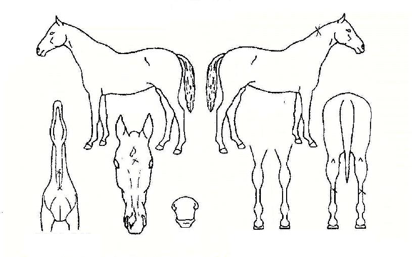 ¿¡ÀÌÄ¡Á㽺ÄûÀúÀÚ¸¶ÀÇ Ãø¸é,¿ì¸é,µÞ¸é,µÎ»ó,´Ù¸®ÀÇ Æ¯Â¡µµÇØ