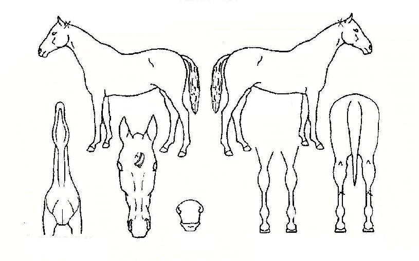 ´Ù´©¸®ÀÇ Ãø¸é,¿ì¸é,µÞ¸é,µÎ»ó,´Ù¸®ÀÇ Æ¯Â¡µµÇØ