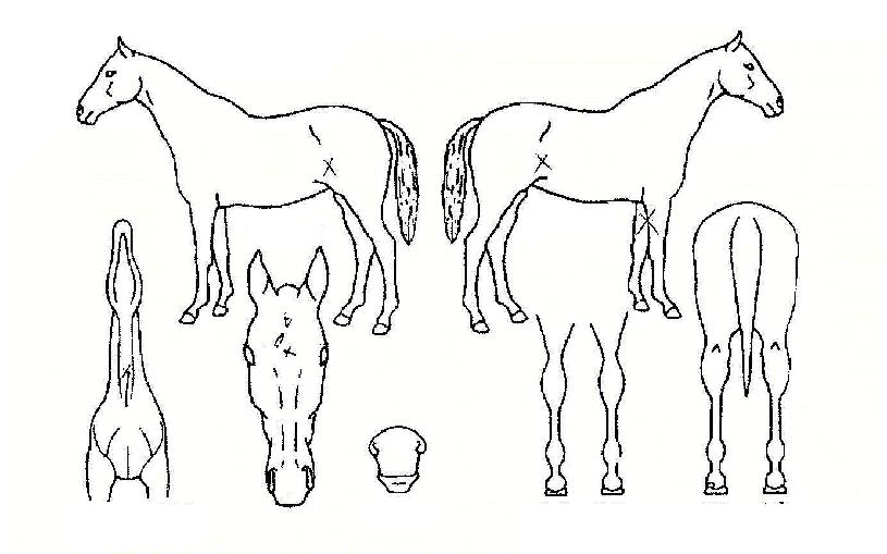 ���õ���� ����,���,�޸�,�λ�,�ٸ��� Ư¡����