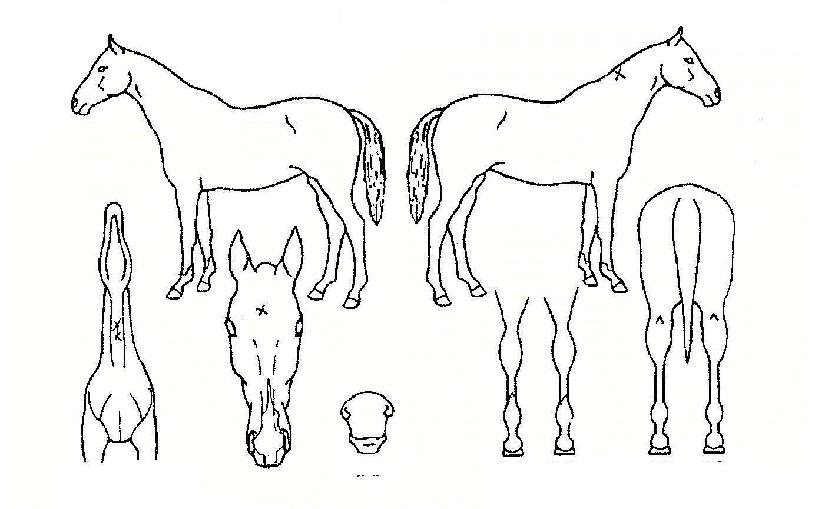 ������ ����,���,�޸�,�λ�,�ٸ��� Ư¡����