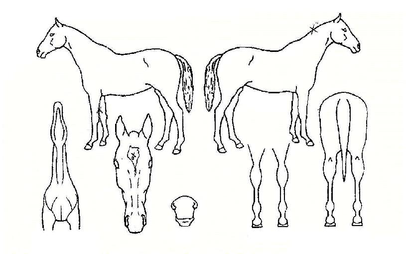 û���ǹٴ��� ����,���,�޸�,�λ�,�ٸ��� Ư¡����