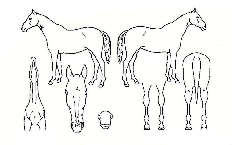 �����ǿ���� ����,���,�޸�,�λ�,�ٸ��� Ư¡����