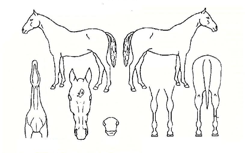 ��̸��� ����,���,�޸�,�λ�,�ٸ��� Ư¡����